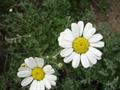 Chrysanthemum cinerariaefolium